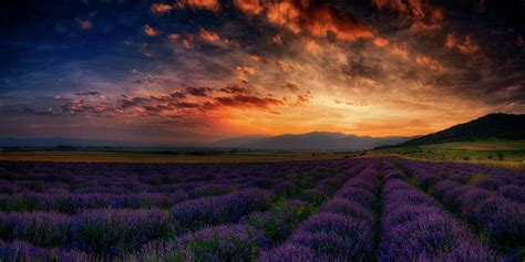 Sunset Over Lavender Field 2 Photograph By Plamen Petkov Fine Art America