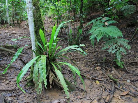 Plantas De La Amazonia Ecuatoriana