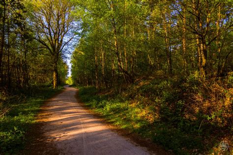 Forest Path Spring Forest Path Forest Paths