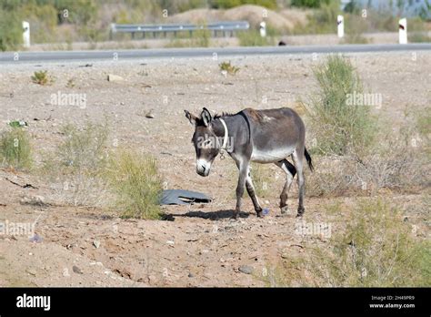 Donkey Hausesel Equus Africanus Asinus Háziszamár Kyzylkum Desert