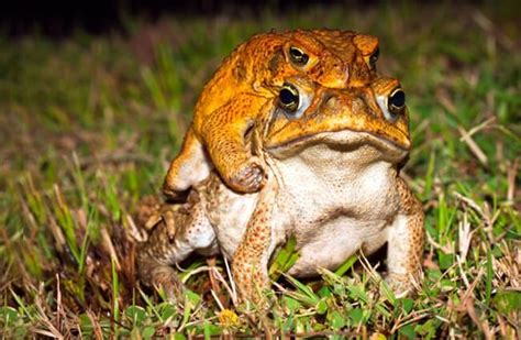 Cane Toad Description Habitat Image Diet And Interesting Facts