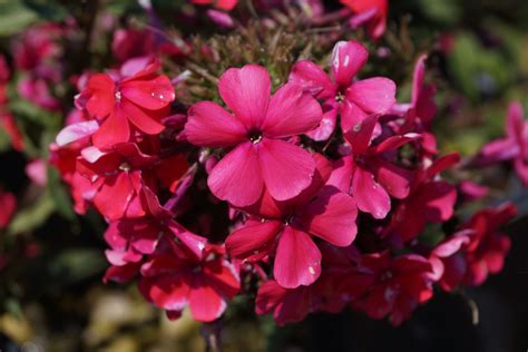 Fragrant Garden Phlox Is A Great Addition To Garden Along A Pathway