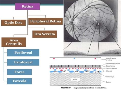 Retina Optic Disc Peripheral Retina Ora Serrata Area Centralis