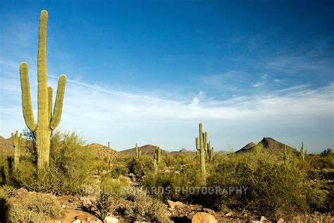 Saguaro Cactus In Scottsdale Arizona Jill Richards Photography