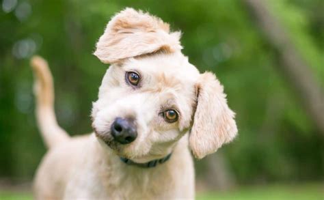Why Do Dogs Tilt Their Heads 5 Reasons And Study Results Petsynse