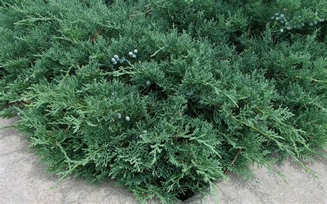 Blue Sargent Juniper 1 Gallon Shrub Groundcover Deer Resistant