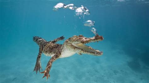 Alligator Swimming Most Beautiful Picture
