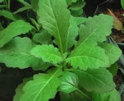 Mengenal beragam penyebab penyakit ginjal kronis penting sebagai langkah antisipasi baik agar bisa terhindar dari penyakit berbahaya ini. Obat Herbal untuk Penyakit Kronis dari Umbi Tanaman Daun ...