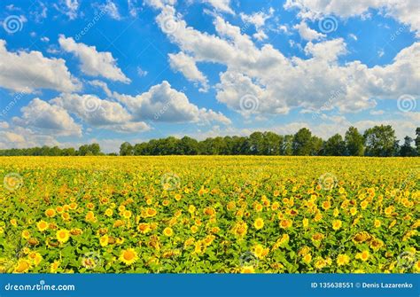Sunny Sunflowers In Summer Countryside Stock Image Image Of Beauty