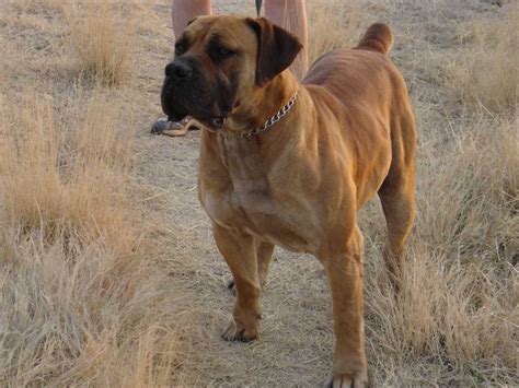 They are widely spread throughout south africa and namibia. South African Boerboel - this would be the do Jonathan ...