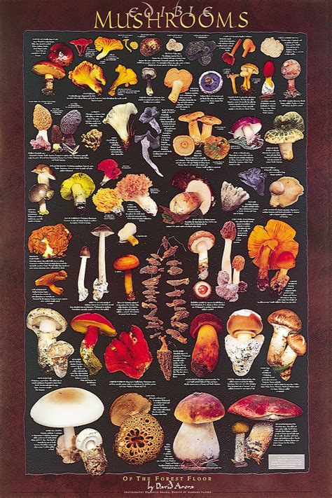 California Mushroom Identification Guide Far West Fungi