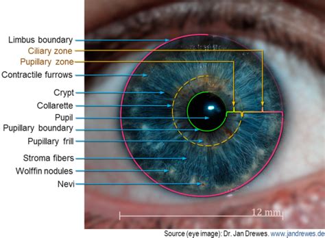 Iris Anatomy Iris Recognition Iris Biometric Identification