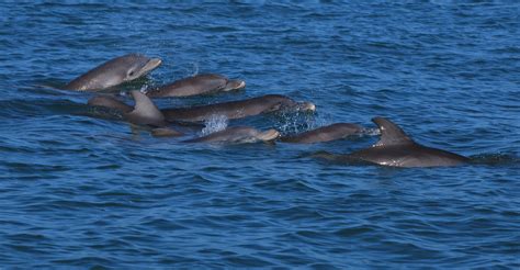 Meet The Dolphins Of Sarasota Bay Sarasota Dolphin Research Program