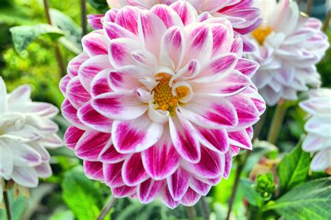 We have a massive amount of hd images that will make your computer or smartphone look absolutely fresh. nature, Pink, Green, Plants Wallpapers HD / Desktop and ...
