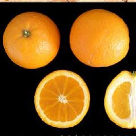shamouti or palestine jaffa orange oscar tintori nurseries worldwide citrus plants