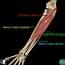 Muscles Of The Forearm  AnatomyZone