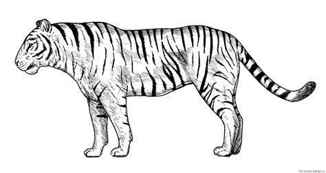 Tiger Drawing Line Art Illustrations