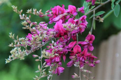 I got the hedge diy from leif from buying lots of flowers and shrubs. Lespedeza Bicolor 500 Seeds, Bush Clover Shrub