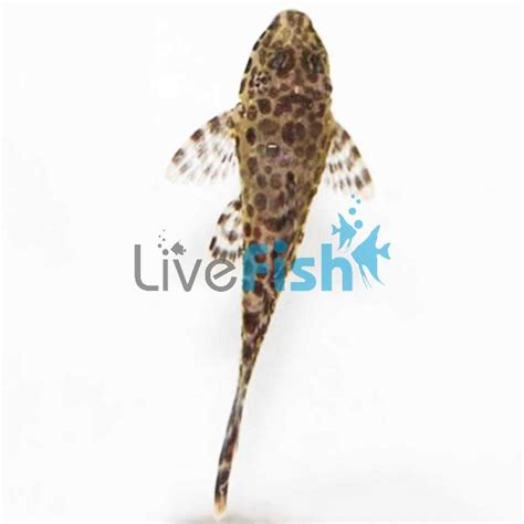 Gold Spotted Plecostomus Delivered To Your Door In Australia