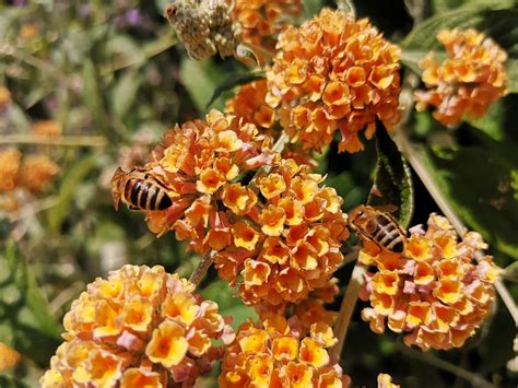 Gartenliebhaber kommen an den anspruchslosen sträuchern nicht vorbei. Sommerflieder / Schmetterlingsstrauch 'Honeycomb ...