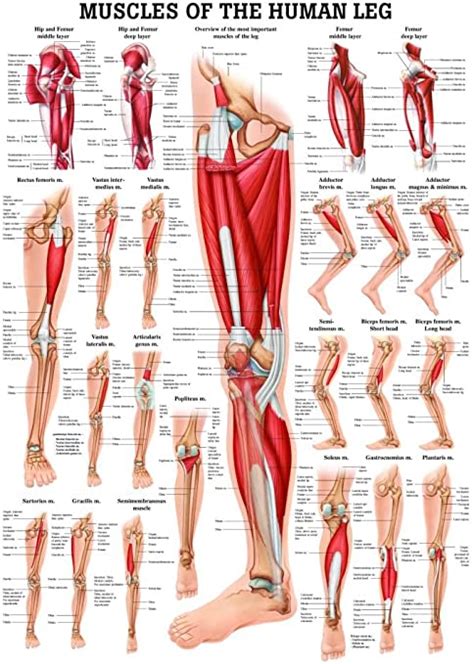 Leg Muscles Santa Barbara Deep Tissue Riktr Pro Massage Nicola Lmt