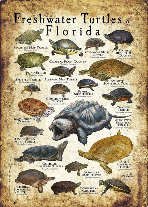 Freshwater Turtles Of Florida Ph