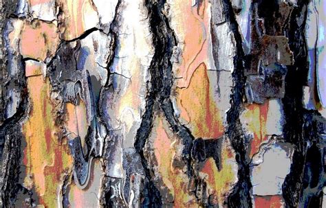 Tree Bark Tree Bark Tree Forest Painting Inspiration