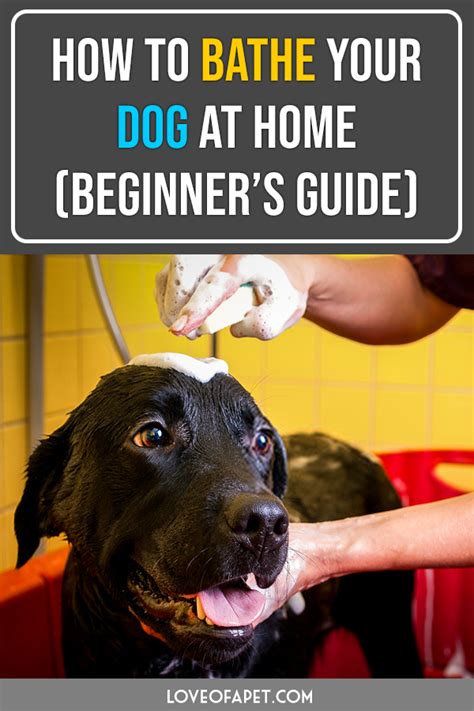 How To Bathe Your Dog At Home Beginners Guide Love Of A Pet Dog