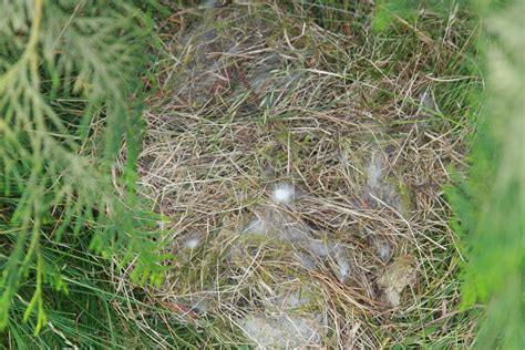 How To Care For A Wild Rabbit Nest 5 Steps With Pictures