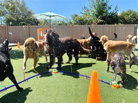 Welcome to Doggy Utopia! — A Dog's Best Friend