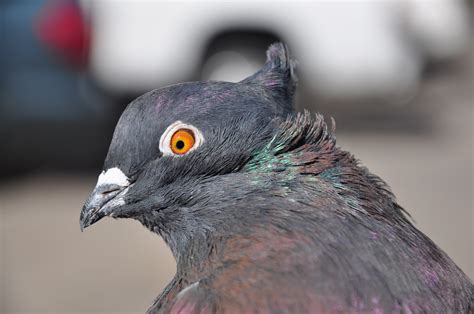 Decoded Pigeon Genome Reveals Secrets Of Their Traits And Origins