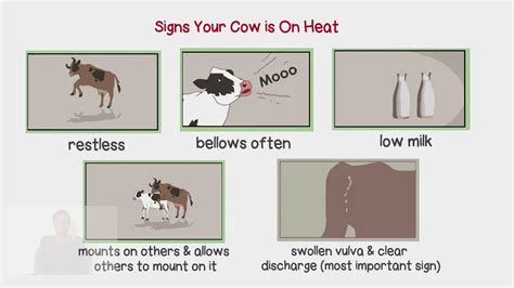 Signs Cow On Heat Youtube