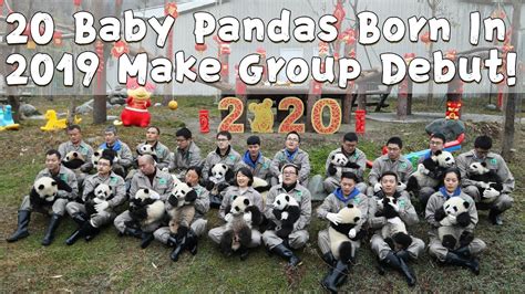 20 Baby Pandas Born In 2019 Make Group Debut Ipanda Youtube
