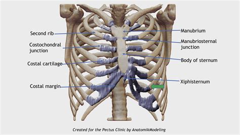 Human Anatomy Ribs Bone