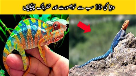 Top 10 Most Beautiful and Dangerous Lizards in the World ...