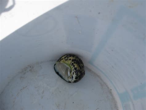 Choosing The Better Life Hunting Large Sea Snails