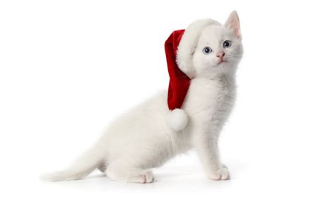 Free Download Christmas Pets Hd Wallpapers In 1280x800