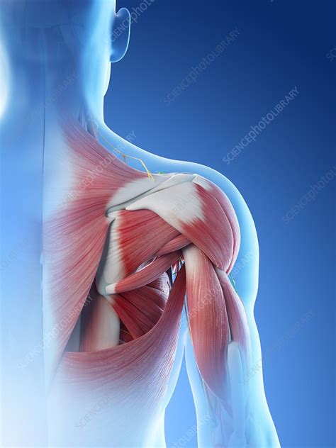 Male Shoulder Anatomy Illustration Stock Image F0266130 Science