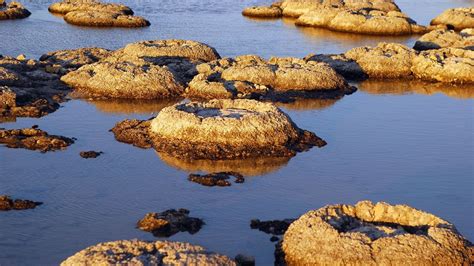 Stromatolites The Earths Oldest Living Lifeforms 多益 Toeic