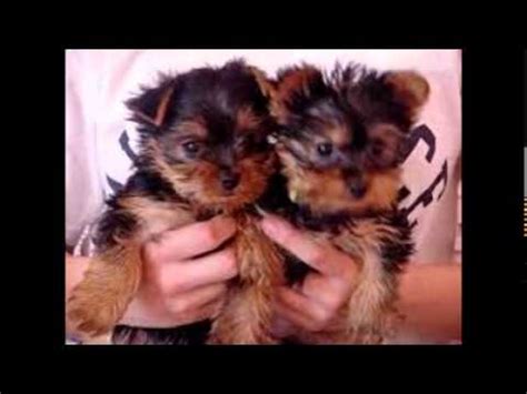 Get an alert with the newest ads for dogs & puppies for rehoming in nanaimo. Tea Cup Puppies For Adoption - YouTube