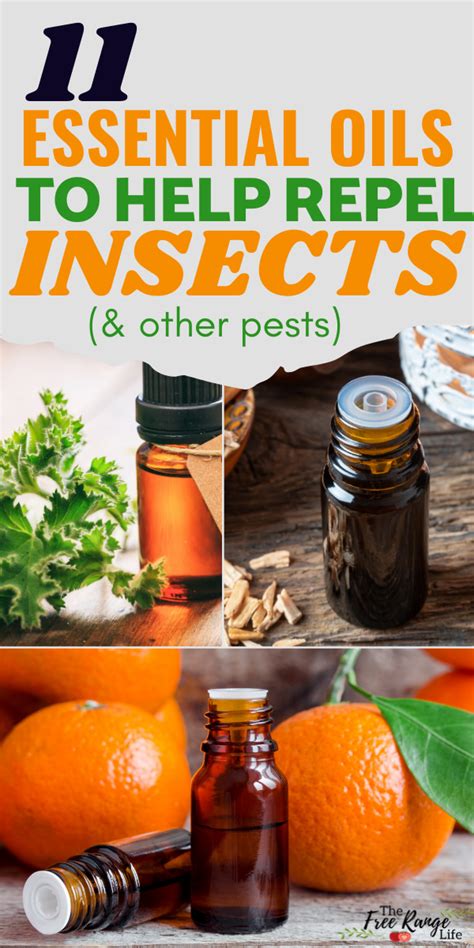 11 Essential Oils That Repel Bugs Insects And Pests Naturally Insect Repellent Essential