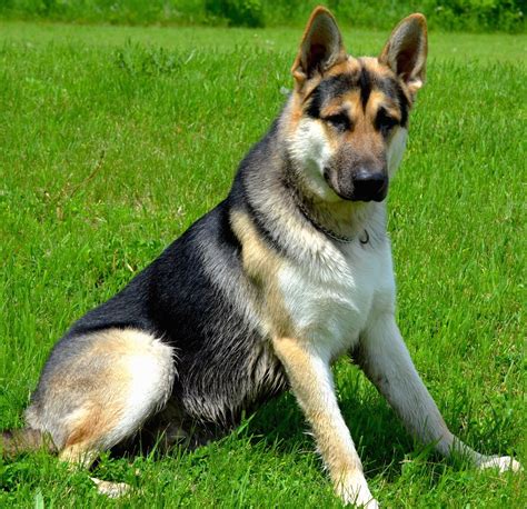It is a spontaneous mutation and has no white german shepherds in its ancestry. Tri colored german shepherds for sale