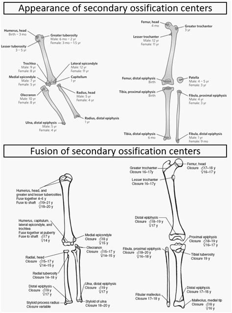 Appearance And Fusion Of Ossification Centers Epomedicine