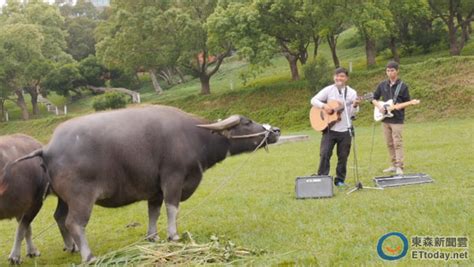 Beijing language and culture university, colloquially known in chinese as yuyan xueyuan (chinese: 超級神獸…傳說不死!北藝大新校牛取名「奧米加咆哮獸」 | ETtoday生活新聞 | ETtoday新聞雲