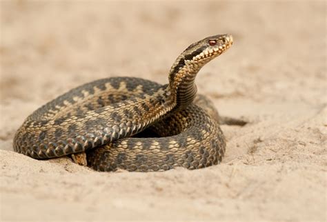Common Adder Facts And Pictures