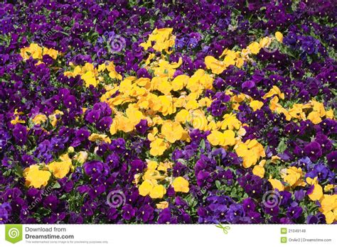 Check spelling or type a new query. Purple And Yellow Petunia Star Flower Background Stock ...