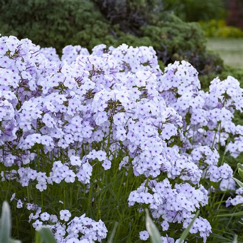 Phlox Fashionably Early Lavender Ice — Ashcrofts Perennials And