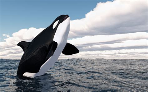 Jumping Killer Whale Stock Photo Download Image Now Istock