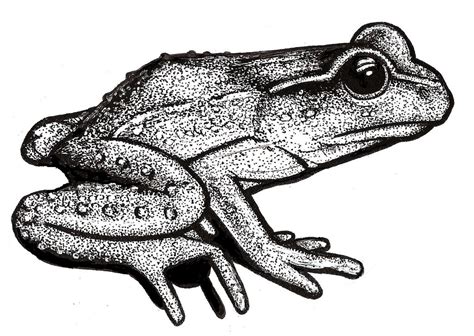 Trouvez des images de stock de frog ink drawing watercolor drawing en hd et des millions d'autres photos, illustrations et images vectorielles de stock libres de droits dans la collection shutterstock. Hamilton's Frog Picture | Pen and ink drawing of a New ...