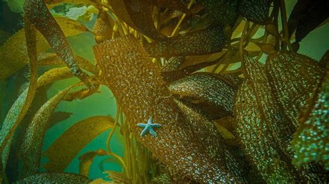 Ochre Sea Star On Kelp Off The Coast Of California Pisa Bing
